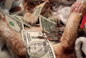 25 фотографий, которые показывают, как хорошо могут жить кошки