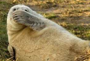 Необычный конкурс Comedy Wildlife Photography Awards