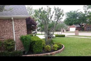 Когда павлины атакуют