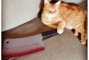 17 котов, планирующих убийство