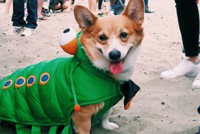 В Сан-Франциско прошел CorgiCon