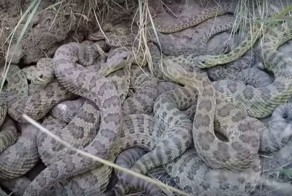 Камеру уронили в логово гремучих змей