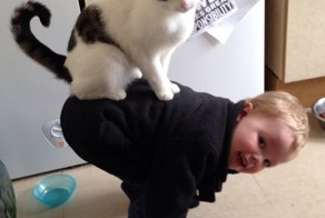 41 уморительная фотография котов, над которой вы будете смеяться до коликов