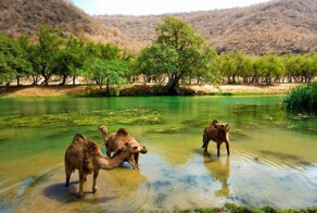 Города Омана. Салала - джунгли посреди пустыни