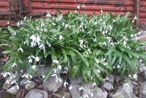 Подснежник Воронова или cила в нежности!