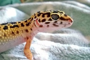 Как рождаются гекконы