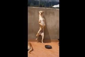 Ты не ты, когда чешется:  собака отплясывает зажигательный танец 