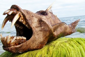 10 самых страшных чудовищ из океанских глубин