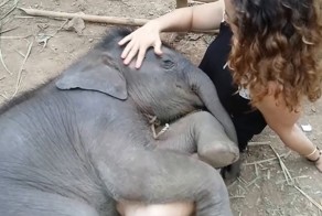 Слоненок засыпает на руках у девушки 