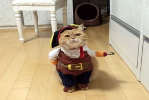 Этот кот, одетый, как пират только что выиграл конкурс на лучший костюм на Хэллоуин