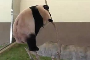 Почему панды находятся под угрозой исчезновения