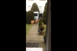 Собака не только лучший друг, но и прекрасный помощник по хозяйству