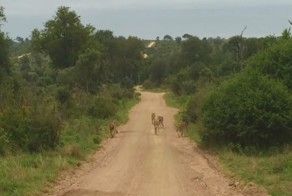 Трогательное воссоединение львицы с прайдом после 3 дней разлуки