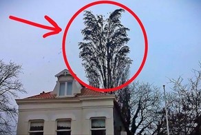 Он просто снимал на видео дерево... Как внезапно стая птиц начала делать ВОТ ЭТО!