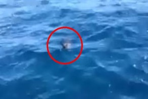 Они снимали видео с лодки, когда произошло то, что можно увидеть, пожалуй, только раз в жизни