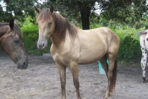 Ядовитая змея укусила лошадь