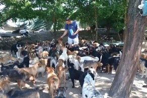 Уникальный приют для собак в Сербии на 450 персон