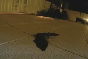 После этого видео ты перестанешь считать летучих мышей монстрами!