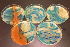 Микробиологи с помощью бактерий создают произведения искусства