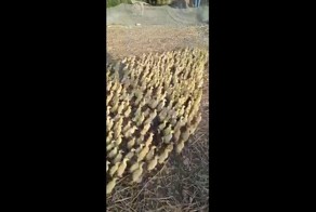 5000 пушистых утят штурмуют озеро