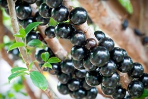 20 экзотических фруктов, о которых вы ничего не знали