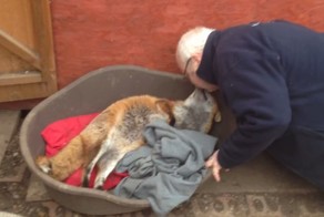 Благодарность лисы не знает границ!