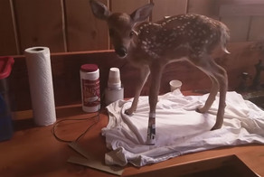 Маленькая олениха не хочет расставаться с человеком, спасшим ее жизнь