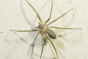 Последствия укуса паука-бродяги