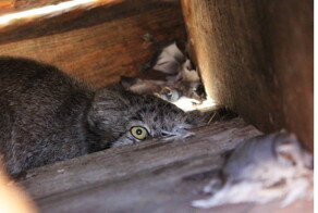 Спасли манула от собак