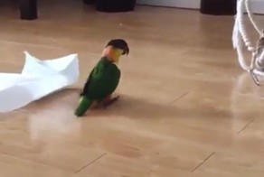 Самая счастливая птица на планете! Маленький попугай играет с бумажным полотенцем