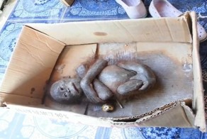 Этот детеныш орангутана умирал в грязной картонной коробке, но врачам удалось совершить чудо!