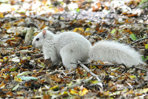 Редчайшая белка была замечена в Великобритании