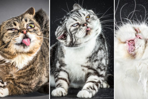  Забавные фотографии отряхивающихся кошек