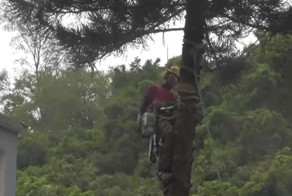 Как не нужно спиливать деревья!  