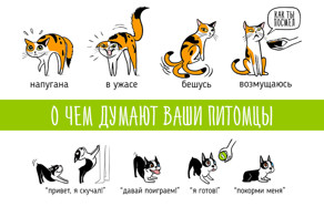О чем думают ваши питомцы: язык тела животных в наглядных картинках