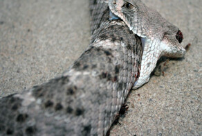 Обезглавленная гремучая змея укусила себя 