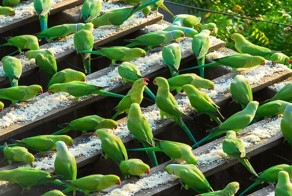 Вот уже 10 лет этот мужчина дважды в день кормит 4000 диких ожереловых попугаев. Эти птицы поразят вас своей красотой!