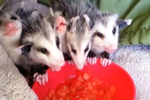 Эти очаровательные детеныши опоссума, которые лакомятся арбузом, подарят тебе отличное настроение и заставят улыбнуться!
