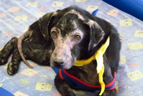 Собака, у которой аллергия на людей