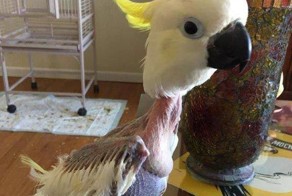 Этот брошенный какаду был так расстроен, что повыдергивал все свои перья