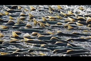 Нерест лосося