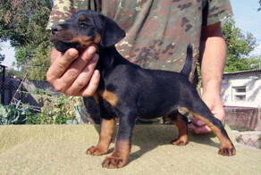 Универсальный солдат