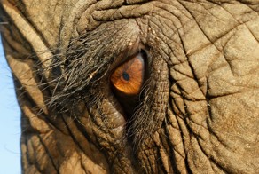 Животные, которых не увидят наши дети