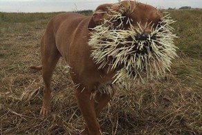 Борода из иголок: крайне неудачная встреча собак с дикобразом