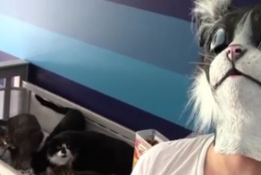 Хозяин решил покормить кошек в маске кошки