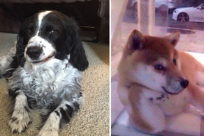 Собаки тоже подлецы: 17 жутко самодовольных морд