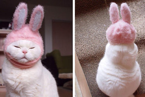 Самая ленивая звезда интернета в Японии 