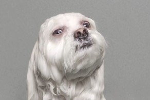 Мокрые и смешные: собаки после душа