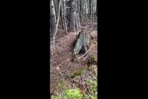 В Новой Шотландии лес дышит полной грудью