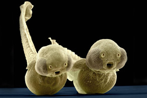 Их вид поражает и даже пугает. Микрочудища, живущие в морских глубинах